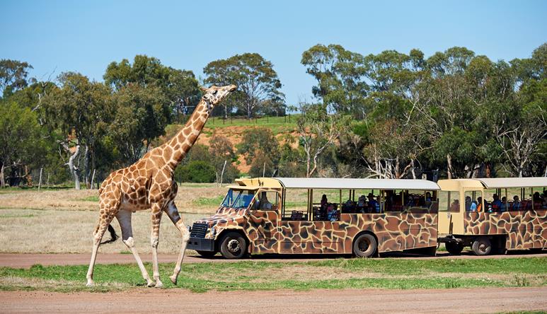 长颈鹿走在萨凡纳游猎巴士旁. 长颈鹿正在抬头看，游客们在后面的巴士上观看.