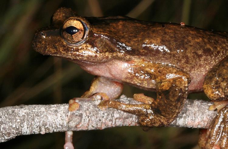 近景的大棕色树蛙抓住一根棍子. 青蛙身上斑驳着不同深浅的棕色和金色的眼睛.    