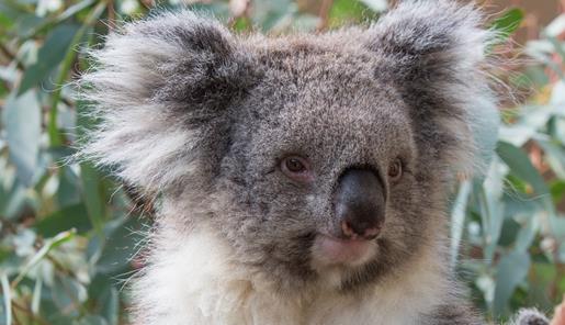 Close-up koala in a gum tree